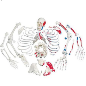 Mô hình bộ xương rời người có sơn cơ